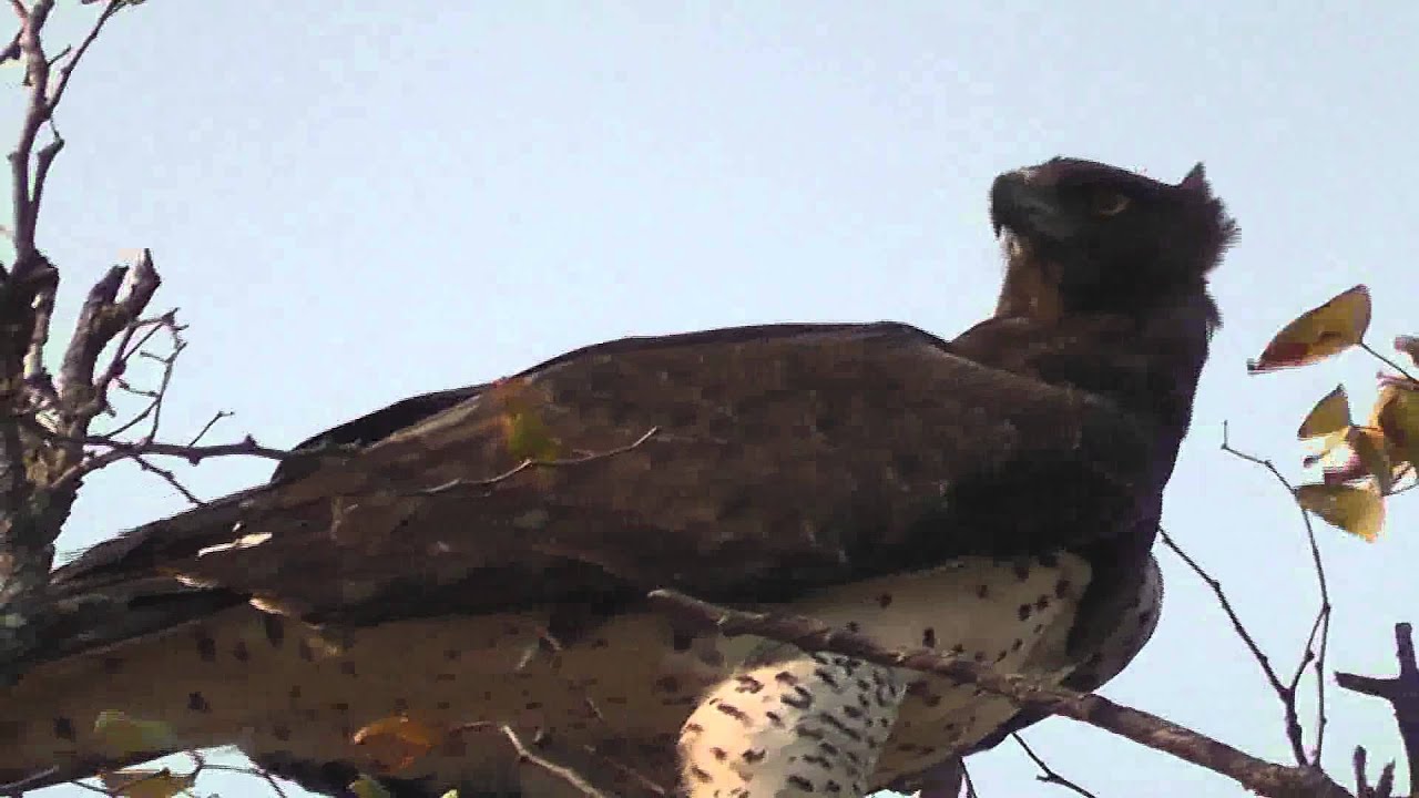 Martial Eagle, Kampfadler (Polemaetus bellicosus)