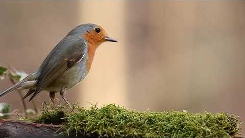 Robin Bird in forest | Free stock footage | Free HD Videos - no copyright
