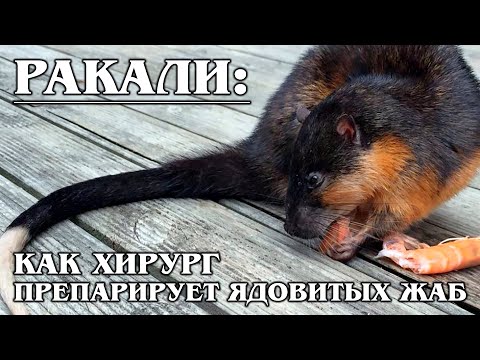 RAKALI: Golden-Bellied water or beaver rat - endemic to Australia | Interesting facts about rats