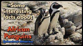 African Penguins - some fascinating facts