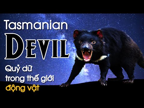 Video: Ác quỷ Tasmania, động vật: mô tả, phân bố, lối sống