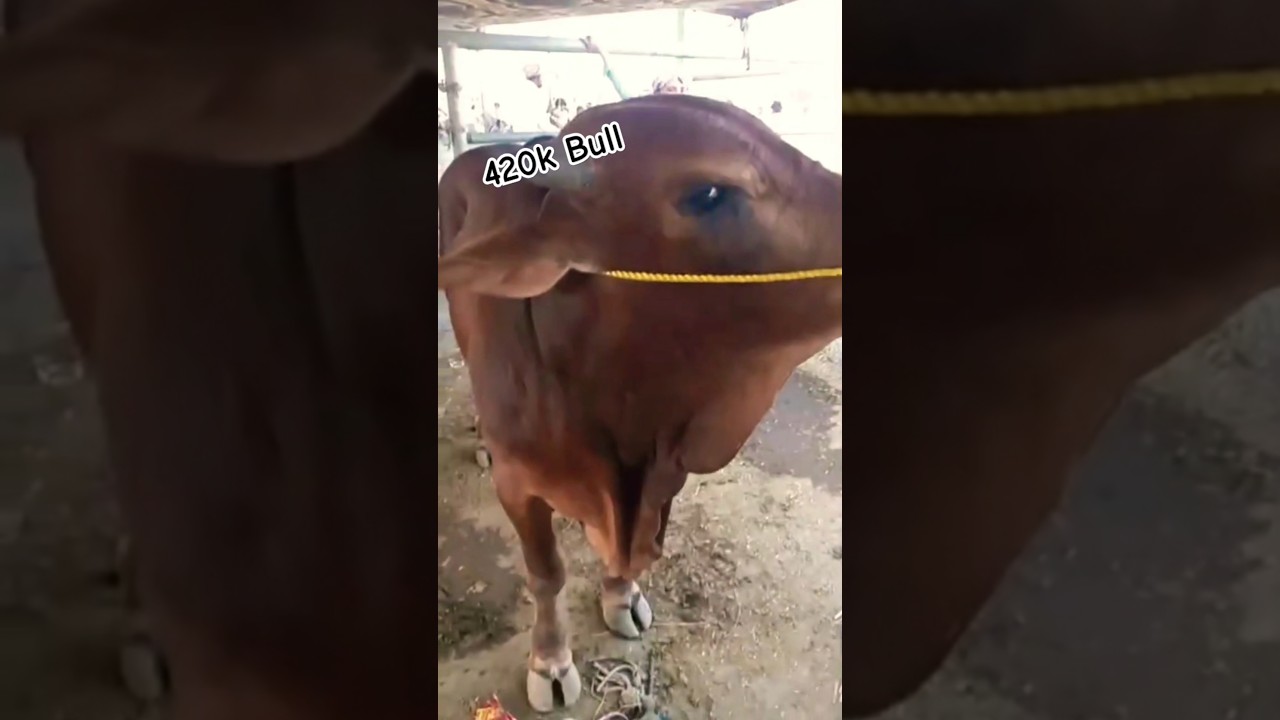 Peshawar Kala Mandi 2025 | Qurbani bull ( 420K ) 