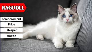 Ragdoll Cat | Temperament, Price, Lifespan & Health screenshot 3