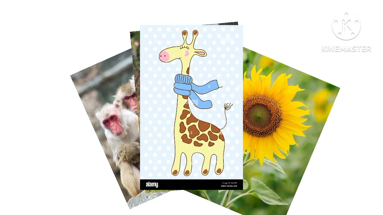 Black and white giraffe 1