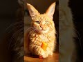 кто ты  #ии  #cat  #sora