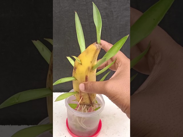 Crazy Skills growing Banana tree from banana fruit #short class=