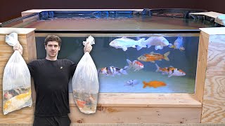 *KOI HOMECOMING* for George's Indoor Koi Pond!