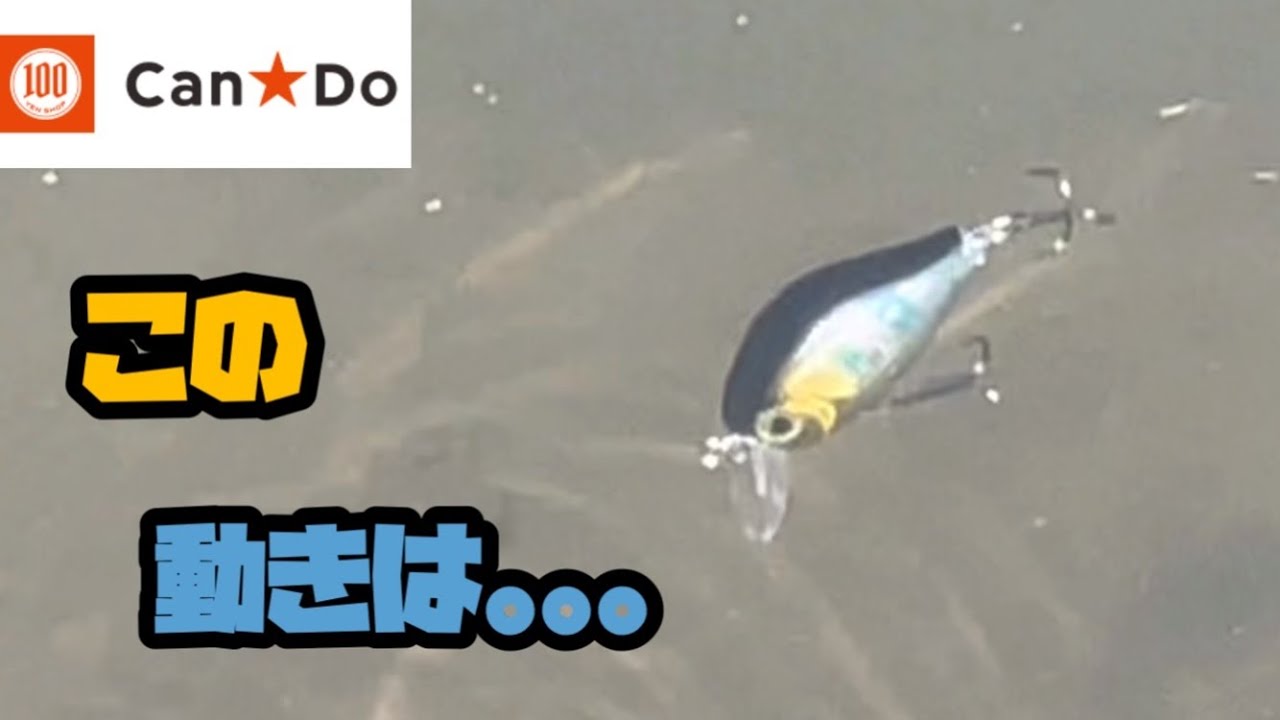 【水中映像】100均史上最高峰をご堪能あれ