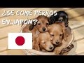 ¿Se Comen Perros en Japón? - Kenya de Nippon