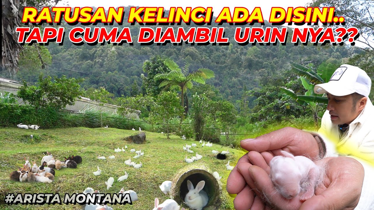 LUAS BANGET..!! BIKIN SURGA KELINCI TAPI CUMA DIAMBIL URINNYAA ????
