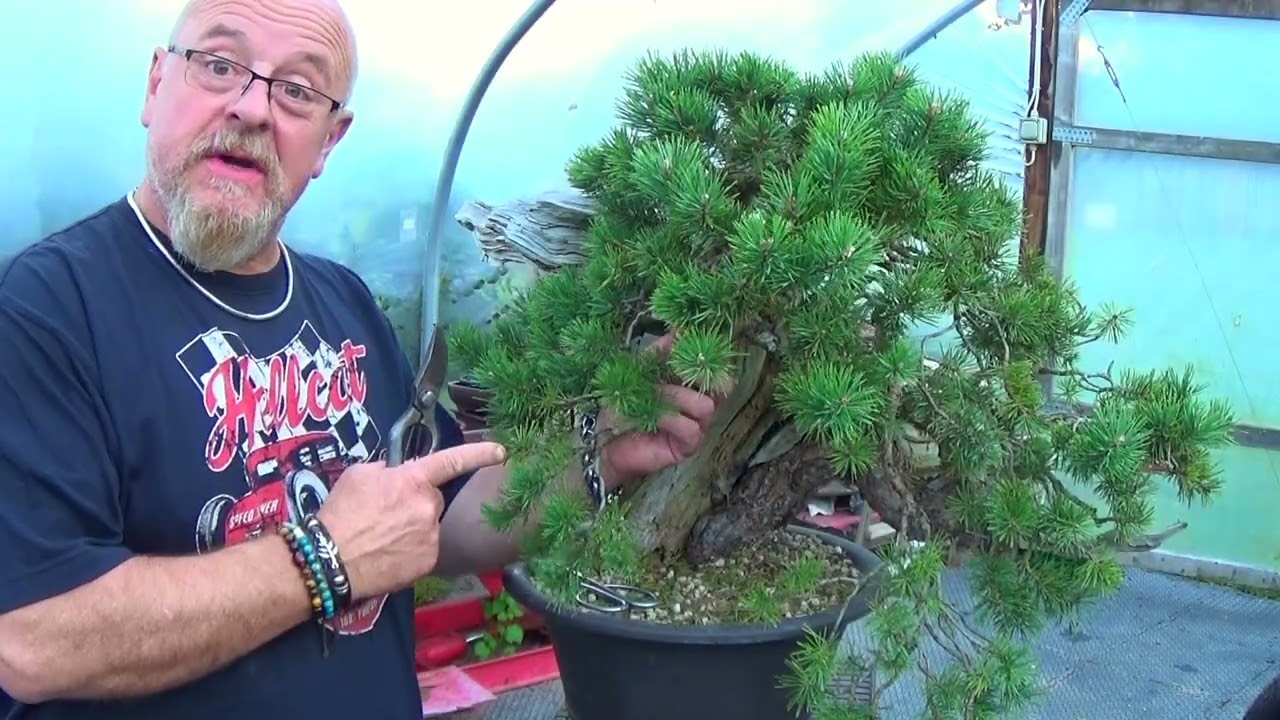 A Whole New Beginning - Scots Pine Tanuki Restoration by Graham Potter