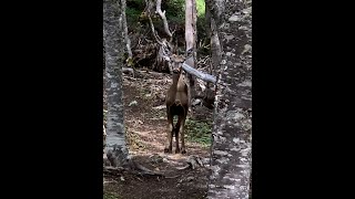 Primer avistamiento de un huemul, en la Reserva Nacional Magallanes.