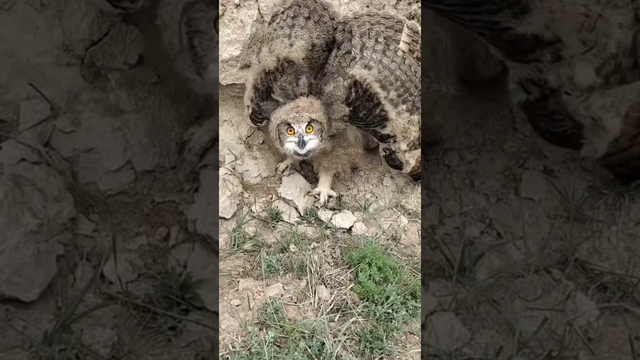 Eurasian Eagle-Owl in the Wild: Majestic and Powerful 