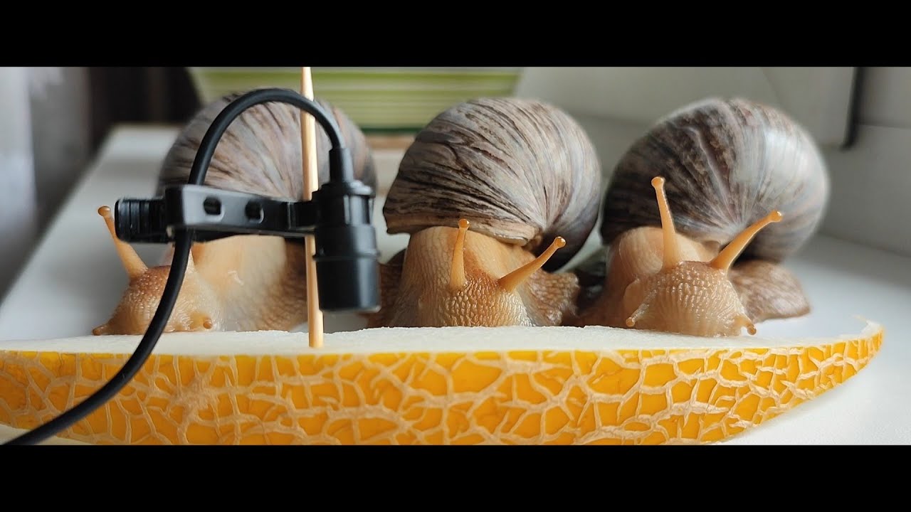 Snails Eating Melon - Time Lapse Edit (no music)