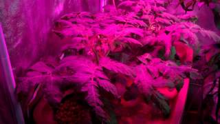 light house hydro blackstar 180w led light tiny tim grow sep29
