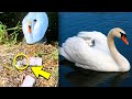 This Abandoned Baby Swan Almost Died After Hours Of Crying, What Happens Next Is Heartwarming!