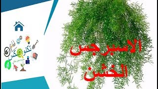 اسرار تكاثر الاسبرجس الخشن او شعر البنت أو كف الهوا قناة تكنومكس م.شريف فاروق