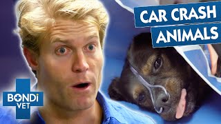 Pets Involved In Horrific Car Accidents | Bondi Vet Compilation