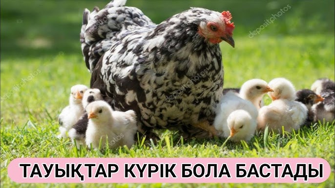 Мен көзімді аштым, массажисттің жыныс мүшесін көрдім. Бейнені онлайн көру.