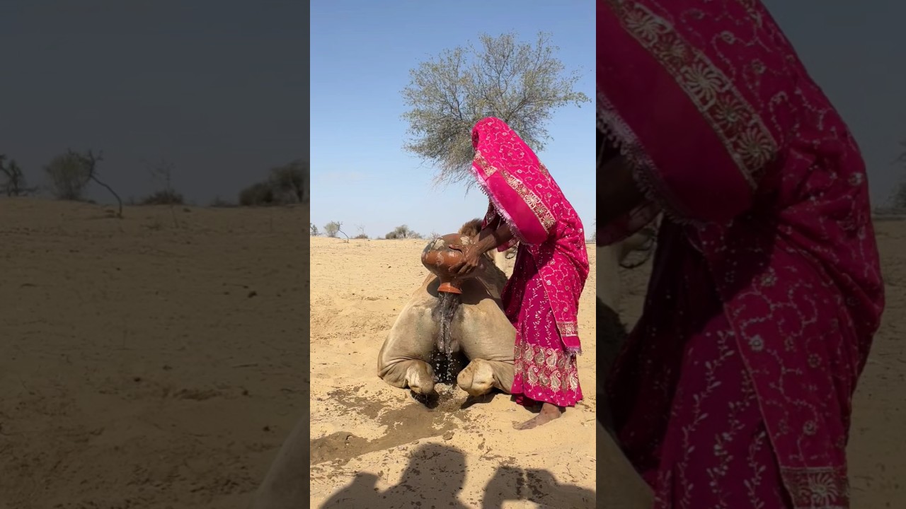 الفتيات يسكبن الماء على الجمل المتعب لينجو من حرارة الصحراء القاسية