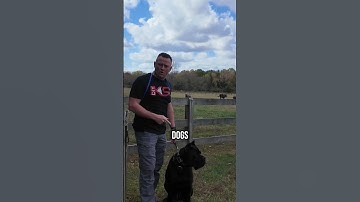 Get Ready for a Shock! Prong Collars Actually Work Wonders!