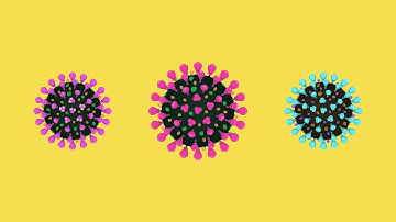 What is a Coronavirus? (Variants, Mutations and Anatomy)