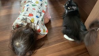 どこでも寝てしまう娘に心配そうな顔で近づく猫　ラガマフィン　A cat worried about my daughter sleeping everywhere