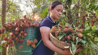 Harvesting Rambutan Goes to the market sell - Build life in farm - Lý Thị Ca