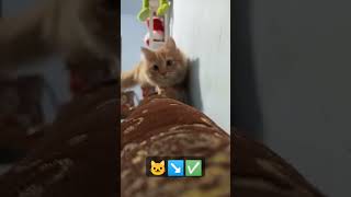 Download Lagu kepo ku🥰 #cat #catlover #kucing MP3