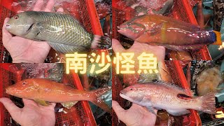 南沙怪魚,第一次試食,彩龍/角龍/火衣😎金魚街見得多,食都係第一次~fishcutting香港海鮮~社長遊街市Seafood