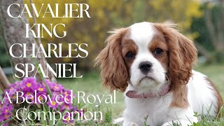 Cavalier King Charles Spaniel : A Beloved Royal Companion by FurryFriends 180 views 3 months ago 8 minutes, 18 seconds