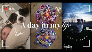 Day In The Life: Dog Training and Agility Vlog  Koa's Ohana