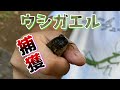 巨大ウシガエルを捕まえたい！