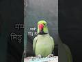 Mummy Mitthu bete 🌿🦜💚 #parrot #funny #funnyanimal #ringneckparrot #talkingparrot