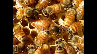 Що це за бджоли кордован. Відповідь підписнику