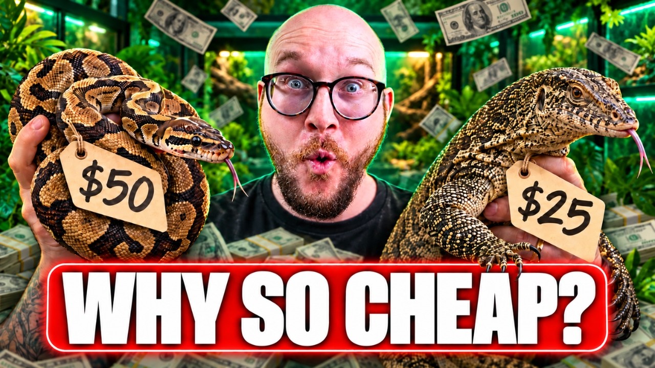 5 Reptiles That Shouldn't be This Cheap