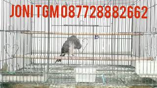 Download Lagu [[ TGM 3689 PLAT 17 ]] PIYIK TGM 2 BULAN TRAH IMPORT RING DLK x TGM