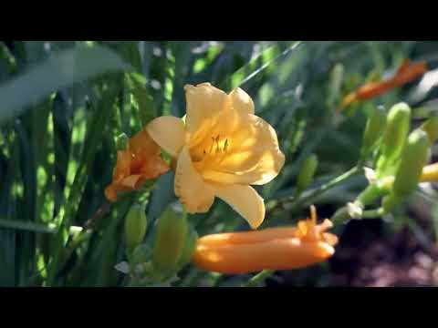 ვიდეო: Scapes On Daylilies – რა არის Daylily Flower Scapes და რა უნდა გააკეთოს მათთან