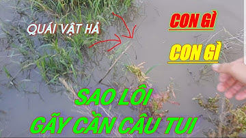 Cắm câu cá lóc khi nước lũ tràn đồng ll Dính đủ thứ ll fishing and frog