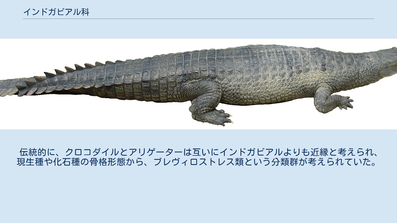 インドガビアル科 - YouTube