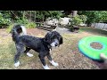 Harley, the bordoodle having fun with the frisbee🥏