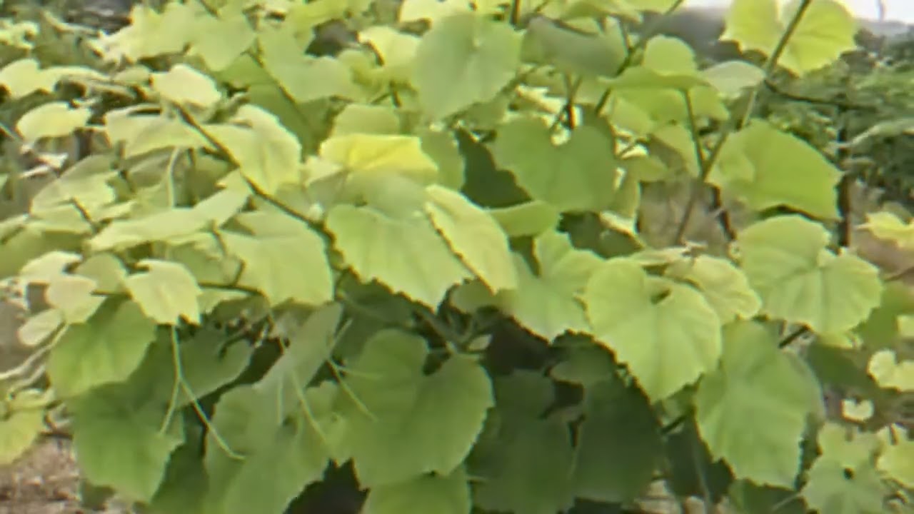 Железодефицитный хлороз (дефицит железа) у винограда.