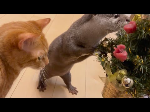 ??????? ???????????????????? Present a special Christmas tree to otter!