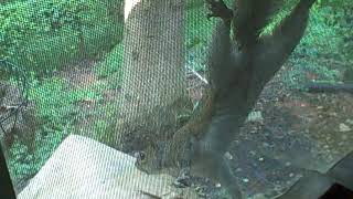 Squirrel on the window screen