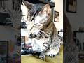 when he wraps his tail around his paws 🐾 💙