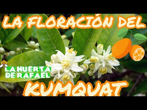 Video: Temporada de floración de kumquat: por qué no florecen los árboles de kumquat