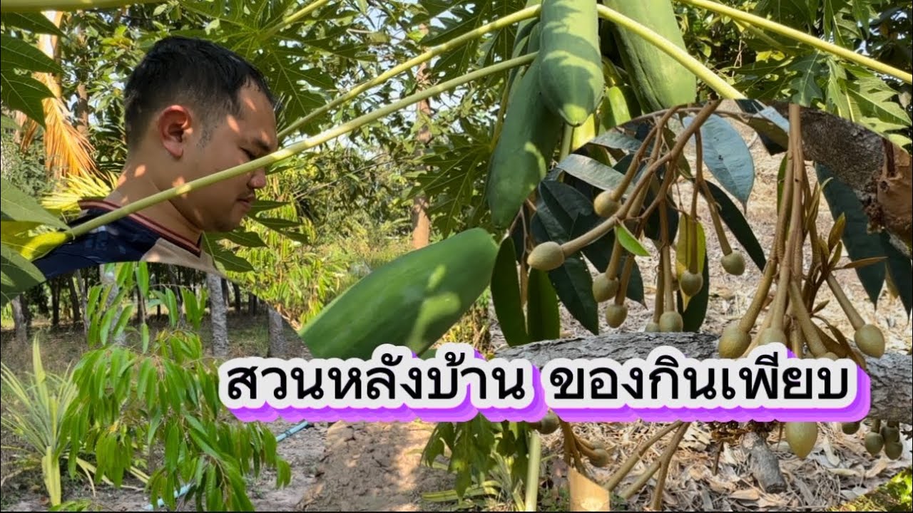 เข้าสวนที่บ้านกันทรลักษณ์ หาของไปฝากทีมหลังบ้านอุ๋งๆ 