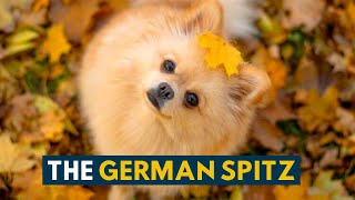 German Spitz 10 Reasons Why We Absolutely Love This Tiny, Ancient Dog Breed