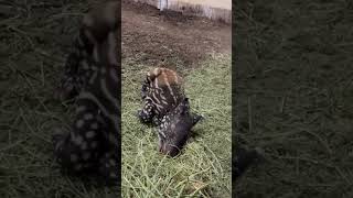 Malayan Tapir Calf and Sire Eating Hay