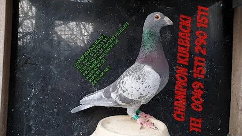 4) BEST OF GERMANY | HIGH QUALITY RACING PIGEONS O...